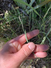 Anthosachne kingiana multiflora