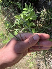 Anthosachne kingiana multiflora