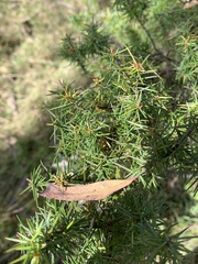 Grevillea juniperina
