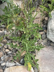Sonchus arvensis