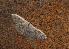 Scopula guancharia