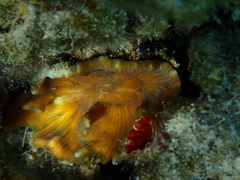 Pectinia paeonia