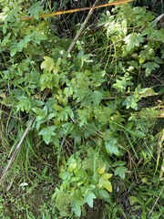 Scandia rosifolia