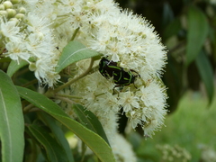 Eupoecila australasiae