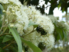 Eupoecila australasiae