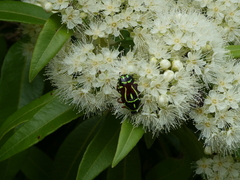 Eupoecila australasiae