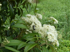 Eupoecila australasiae