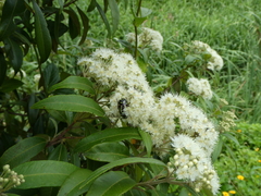 Eupoecila australasiae