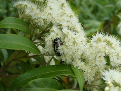 Eupoecila australasiae