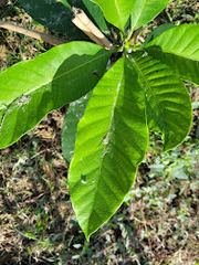 Semecarpus cuneiformis