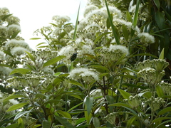 Eupoecila australasiae