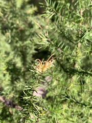 Grevillea juniperina