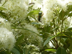 Eupoecila australasiae