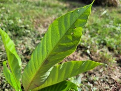 Semecarpus cuneiformis