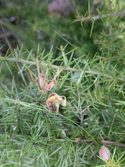 Grevillea juniperina