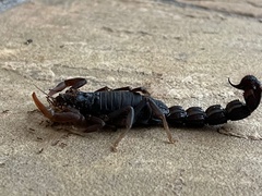 Parabuthus transvaalicus