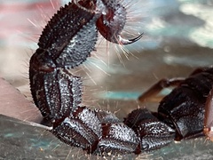 Parabuthus transvaalicus