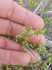 Fagonia pachyacantha