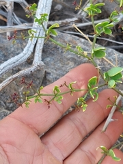 Fagonia pachyacantha
