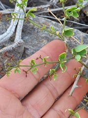 Fagonia pachyacantha