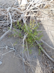 Fagonia pachyacantha