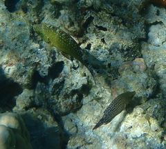 Cheilinus chlorourus