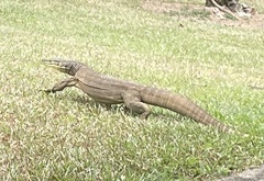 Varanus panoptes panoptes