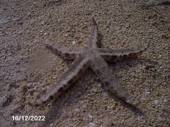Archaster typicus