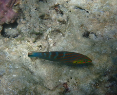 Halichoeres melanurus