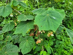 Dombeya pulchra