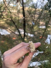 Ozothamnus diosmifolius