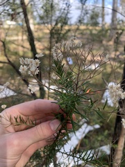 Ozothamnus diosmifolius