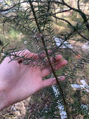 Ozothamnus diosmifolius