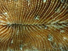 Ctenactis