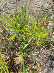 Banksia spinulosa