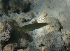 Halichoeres melanurus