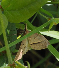 Epidesmia hypenaria