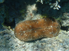 Ctenactis