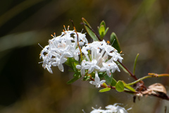 Pimelea linifolia