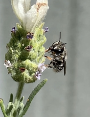Pseudoanthidium repetitum
