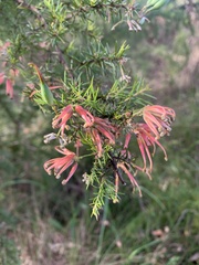 Grevillea juniperina