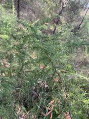 Grevillea juniperina