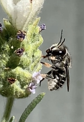 Pseudoanthidium repetitum