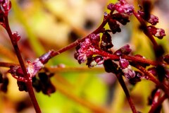 Gonocarpus micranthus