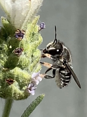 Pseudoanthidium repetitum