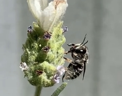 Pseudoanthidium repetitum