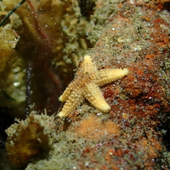 Asteriidae