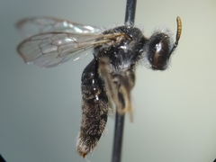 Hypomacrotera
