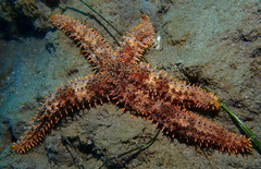 Astrometis sertulifera