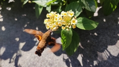 Macroglossum corythus